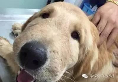 狗狗出門一趟，沒想到回來變成了這個模樣，村裡老人都被吸引過來