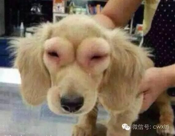 狗狗出門一趟，沒想到回來變成了這個模樣，村裡老人都被吸引過來
