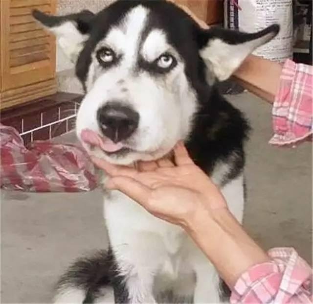 狗狗出門一趟，沒想到回來變成了這個模樣，村裡老人都被吸引過來