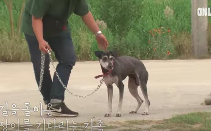 看到女生就以為是主人「狂跟求回家」　浪浪淋雨痴等4個月…終於跟馬麻重逢
