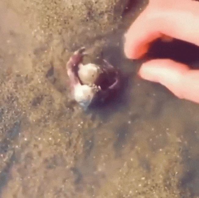療愈到內心開小花～　20張證明毛孩有「抗憂鬱效果」的溫暖照片