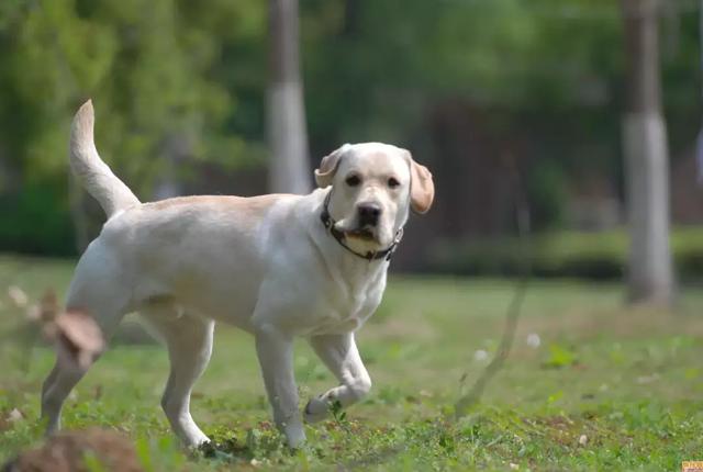 路人遇見流浪名犬，欲救助卻見狗牌標記：沒走丟，麻煩告訴它回家