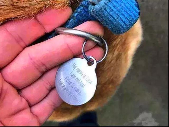 路人遇見流浪名犬，欲救助卻見狗牌標記：沒走丟，麻煩告訴它回家