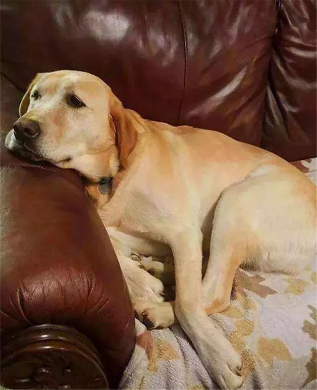 路人遇見流浪名犬，欲救助卻見狗牌標記：沒走丟，麻煩告訴它回家
