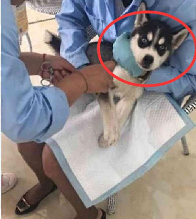 二哈狗狗突然暈倒，醫生詢問，主人：搶不到狗糧被我氣暈的