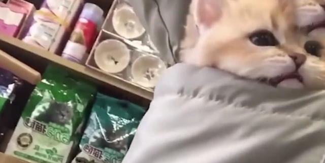 小貓咪裝兜里，路人忍不住調戲，貓：都走開，我超凶的
