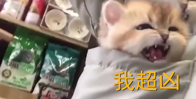 小貓咪裝兜里，路人忍不住調戲，貓：都走開，我超凶的