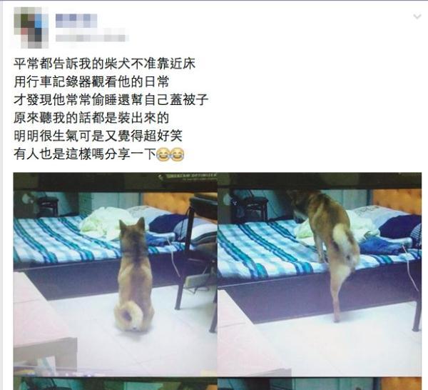 主人出門前吩咐狗狗「不準上床」，卻被監視器拍到牠盯著床猶豫的畫面 ...