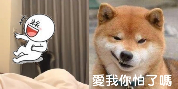 就是不讓你睡！屁柴大半夜玩電燈，房間忽明忽暗網友笑「不知道還以為鬧鬼」