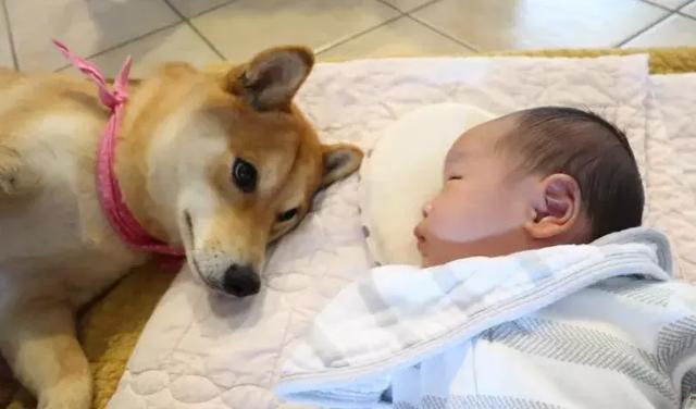 鏟屎官把寶寶留在家裡，柴犬帶著狸花貓守一旁，彼此大眼瞪小眼