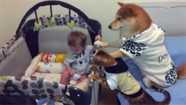鏟屎官把寶寶留在家裡，柴犬帶著狸花貓守一旁，彼此大眼瞪小眼