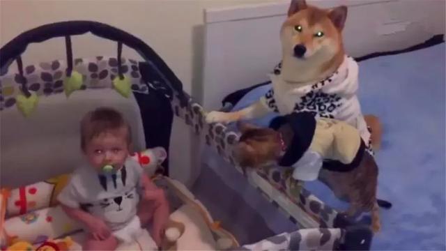 鏟屎官把寶寶留在家裡，柴犬帶著狸花貓守一旁，彼此大眼瞪小眼