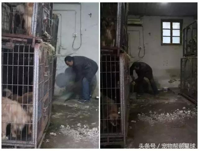 7旬孤寡老人抱著狗狗求人模樣，讓人心酸動容