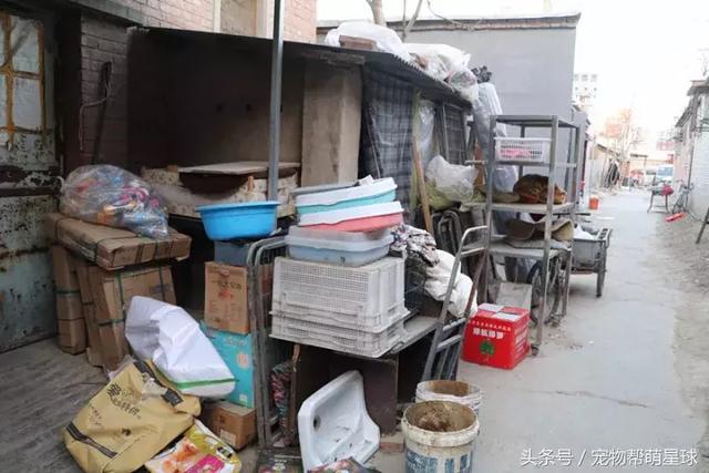 7旬孤寡老人抱著狗狗求人模樣，讓人心酸動容