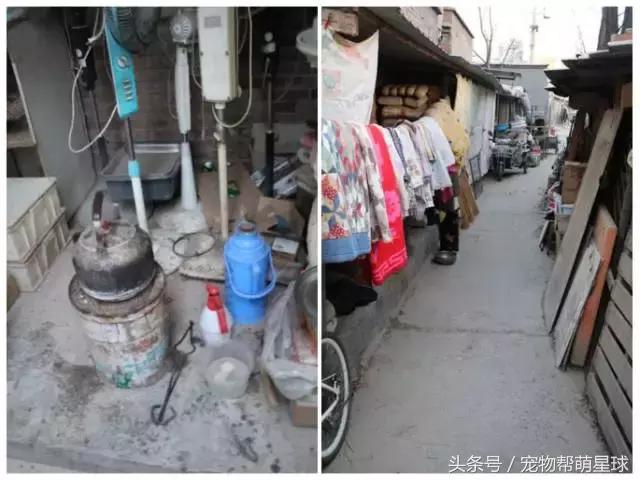 7旬孤寡老人抱著狗狗求人模樣，讓人心酸動容