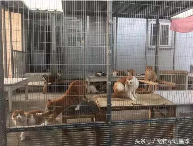 7旬孤寡老人抱著狗狗求人模樣，讓人心酸動容