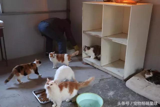 7旬孤寡老人抱著狗狗求人模樣，讓人心酸動容