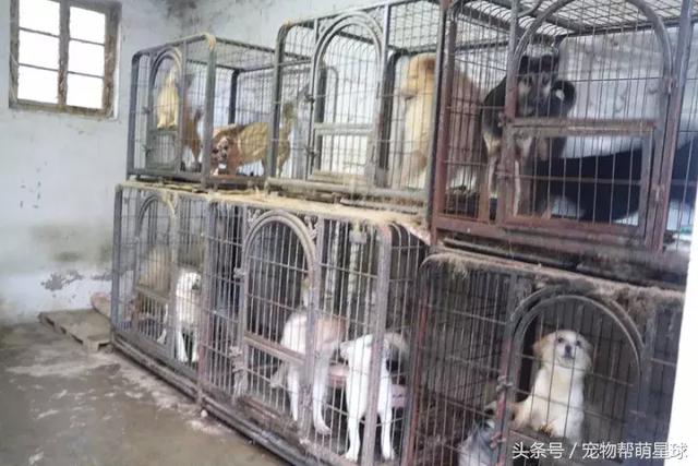 7旬孤寡老人抱著狗狗求人模樣，讓人心酸動容