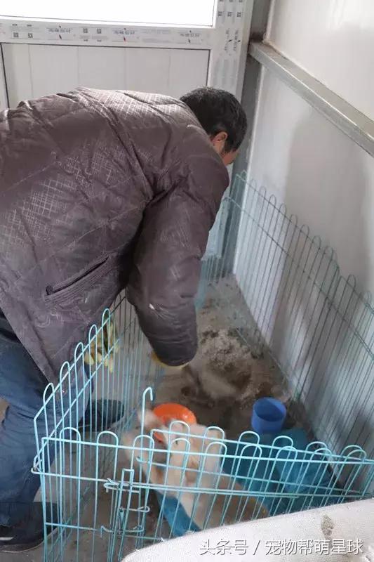 7旬孤寡老人抱著狗狗求人模樣，讓人心酸動容