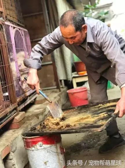 7旬孤寡老人抱著狗狗求人模樣，讓人心酸動容
