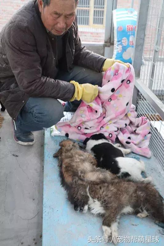 7旬孤寡老人抱著狗狗求人模樣，讓人心酸動容
