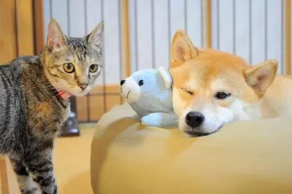 主人帶狗出門洗澡，柴犬回家後被貓咪們包圍，貓咪：去哪偷情了...