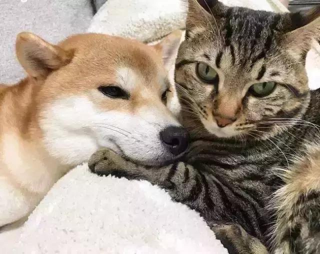 主人帶狗出門洗澡，柴犬回家後被貓咪們包圍，貓咪：去哪偷情了...