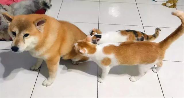 主人帶狗出門洗澡，柴犬回家後被貓咪們包圍，貓咪：去哪偷情了...