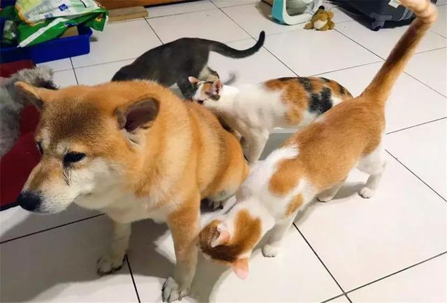 主人帶狗出門洗澡，柴犬回家後被貓咪們包圍，貓咪：去哪偷情了...