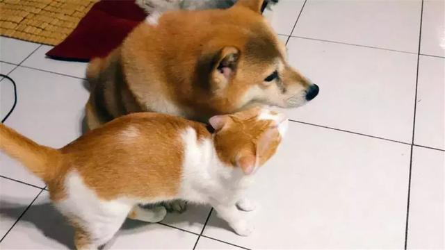 主人帶狗出門洗澡，柴犬回家後被貓咪們包圍，貓咪：去哪偷情了...