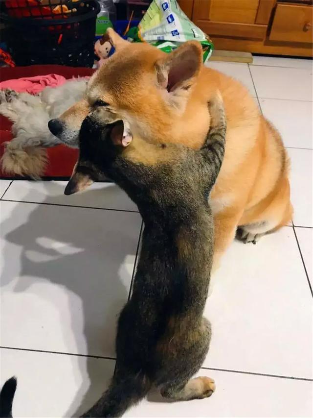 主人帶狗出門洗澡，柴犬回家後被貓咪們包圍，貓咪：去哪偷情了...