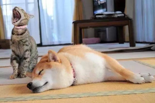 主人帶狗出門洗澡，柴犬回家後被貓咪們包圍，貓咪：去哪偷情了...