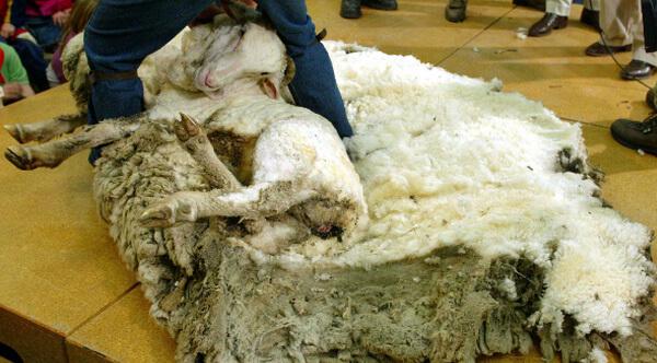 綿羊為了不想剃毛「逃家6年」　主人抓回家脫毛後本尊叫人看傻眼