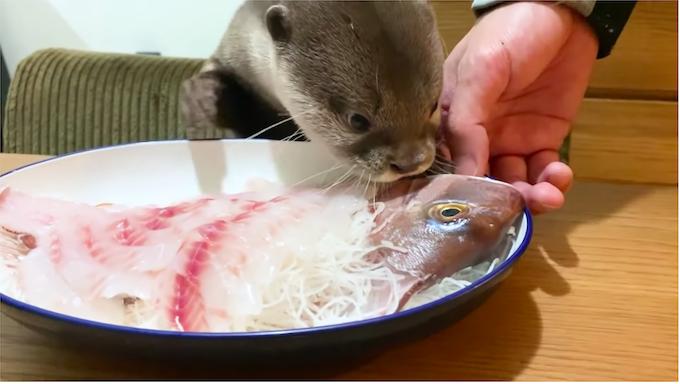 水獺慶祝1歲生日「眼前是生魚片大餐」　表情超嗨：我全嗑了～