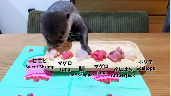 水獺慶祝1歲生日「眼前是生魚片大餐」　表情超嗨：我全嗑了～