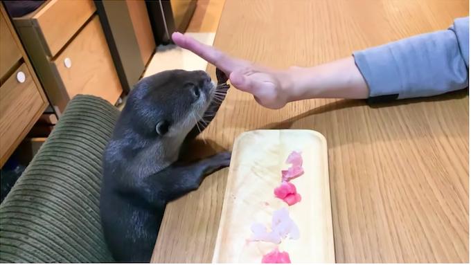 水獺慶祝1歲生日「眼前是生魚片大餐」　表情超嗨：我全嗑了～
