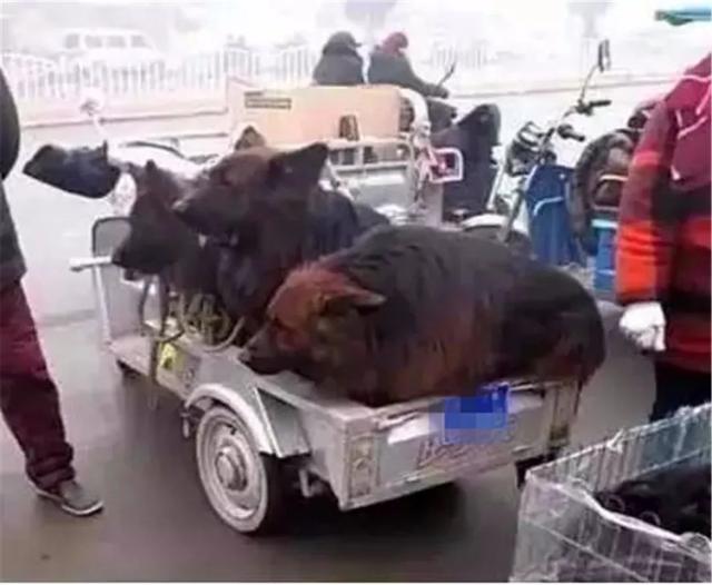 主人計劃賣掉三隻看門狼狗，狗狗趴著耳朵不敢動，像孩子一般無助
