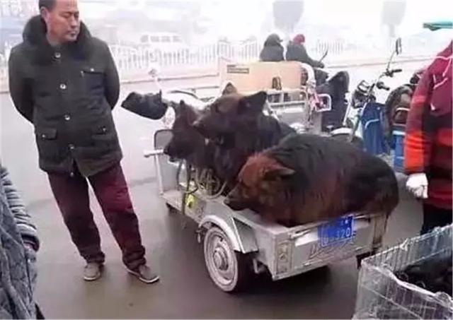 主人計劃賣掉三隻看門狼狗，狗狗趴著耳朵不敢動，像孩子一般無助