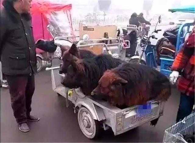 主人計劃賣掉三隻看門狼狗，狗狗趴著耳朵不敢動，像孩子一般無助