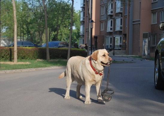 忠心狗知道主人懷孕後，每天自己叼牽繩出去遛彎，讓主人在家休息