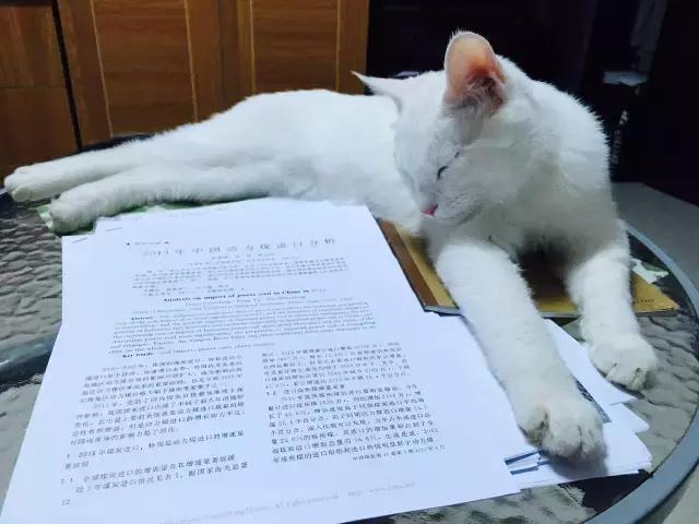 好心男帶雪白浪喵回家好好照顧　長大後「雙下巴藏不住」萌化全網