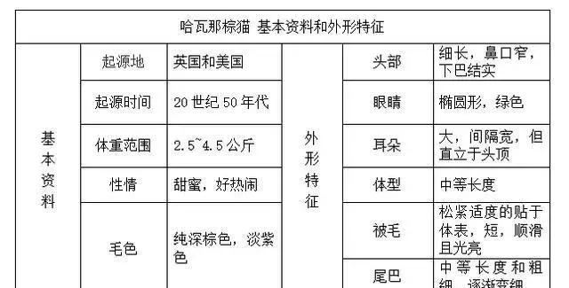 帶你認識貓的品種（一）