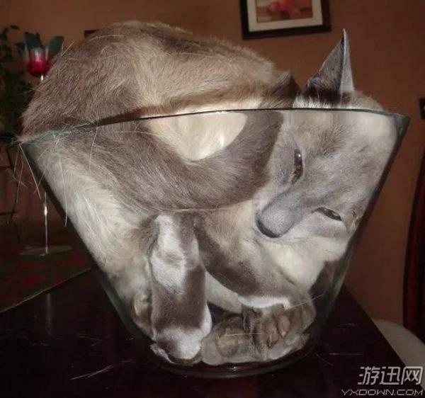 或許以為自己是液體？這些喵星人為了「變形」也是拼了