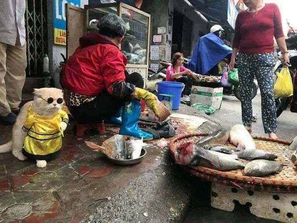 「你！給朕過來買魚！」　貓皇到菜市場擺攤超吸客