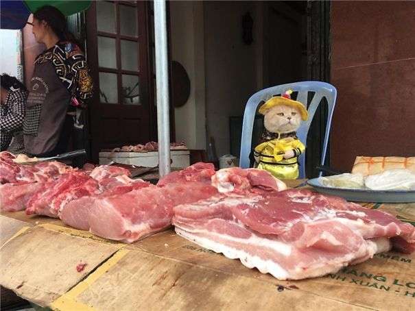 「你！給朕過來買魚！」　貓皇到菜市場擺攤超吸客