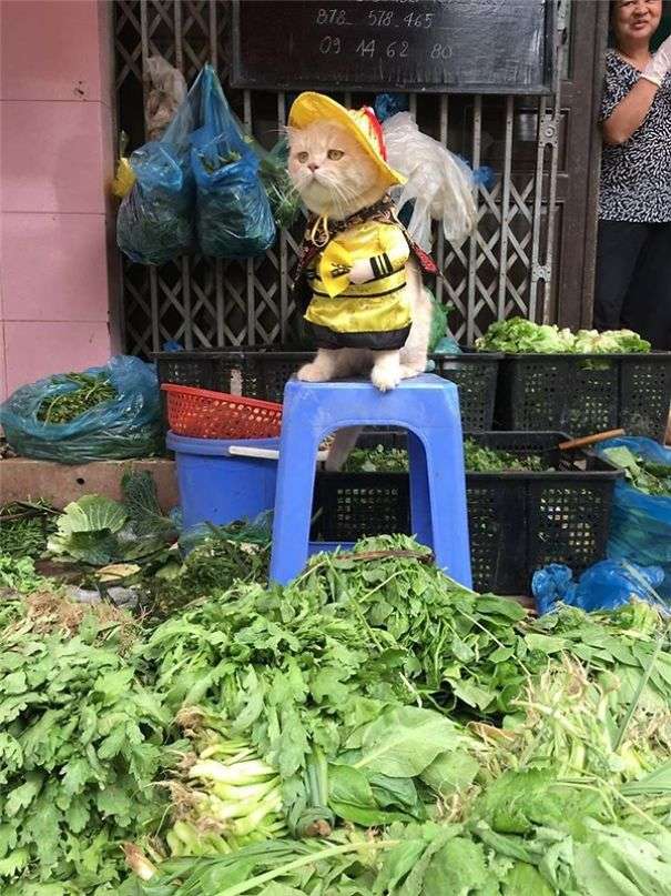 「你！給朕過來買魚！」　貓皇到菜市場擺攤超吸客