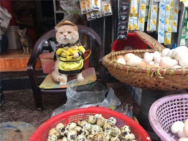 「你！給朕過來買魚！」　貓皇到菜市場擺攤超吸客