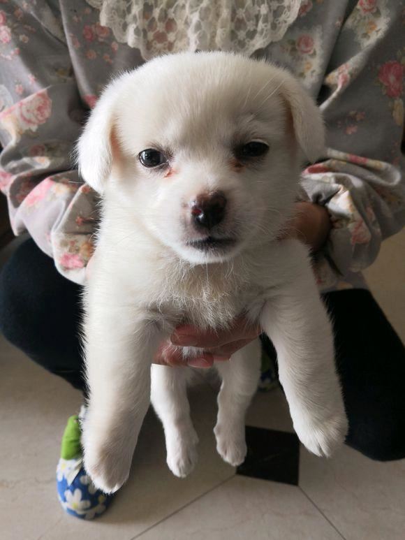 女孩得知撿到的小白狗是土狗後，丟下它就走，任憑它在原地慘叫