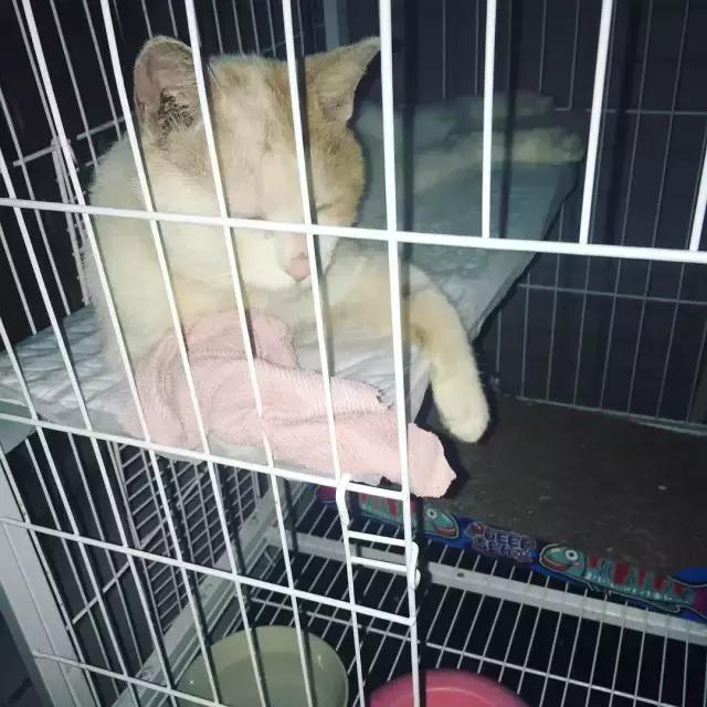 她救下一隻頭部「石」化的貓咪，兩個月後變成了這樣
