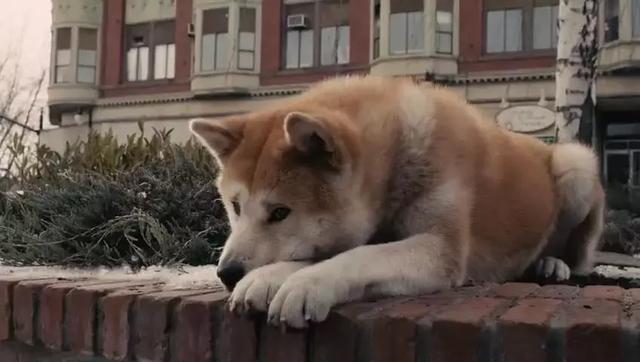導盲犬在公園等主人歸來，卻不知爺爺早已病逝，奶奶在旁耐心陪伴